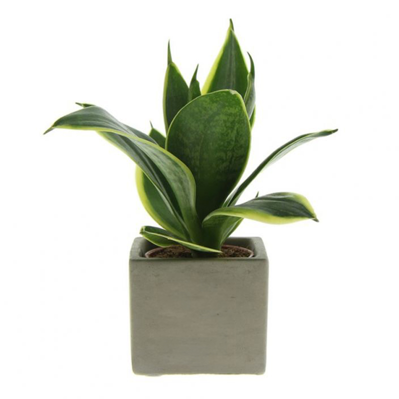 Plante dans un pot en béton - image 2